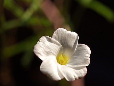바람개비사랑초 사진 - Oxalis versicolor Photos