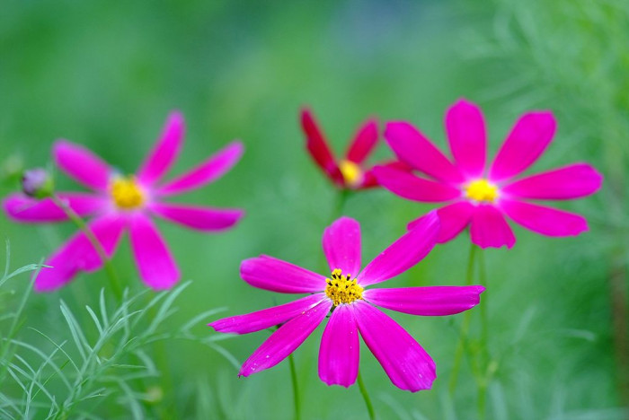 코스모스 - Browallia speciosa, Cosmos bipinnatus