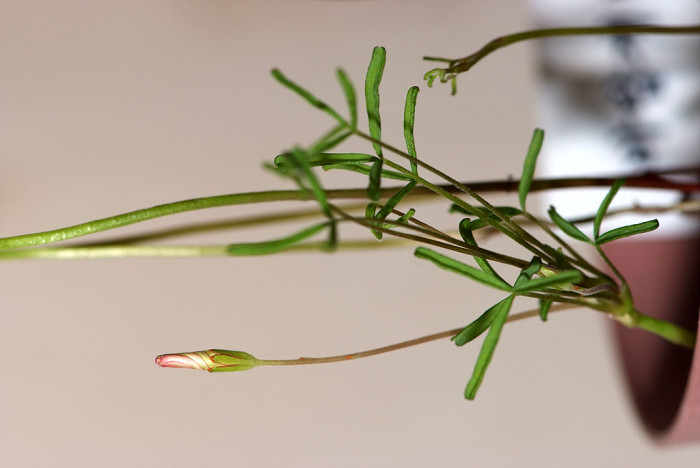 바람개비사랑초 - Oxalis, Wood Sorrel, Oxalis versicolor