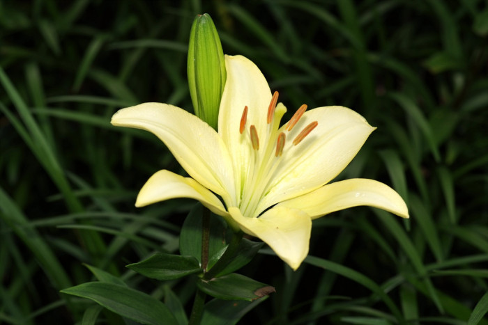 백합 - Lily, Lilium longiflorum Thunb.