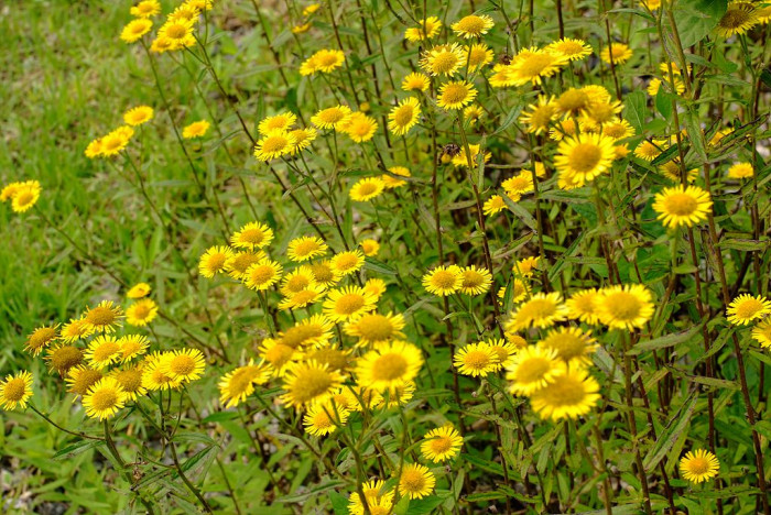 금불초 - Inula britannica var. chinensis