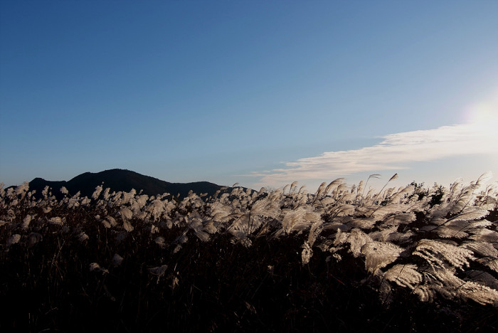 억새 - peder, Miscanthus sinensis var. purpurascens (Andersson) Rendle