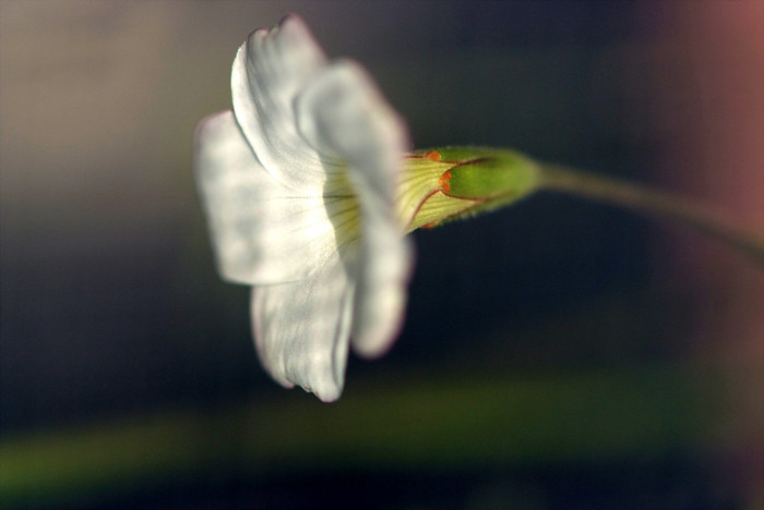 바람개비사랑초 - Oxalis, Wood Sorrel, Oxalis versicolor