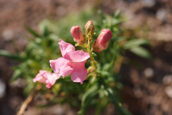 금어초 - snapdragon, Antirrhinum majus
