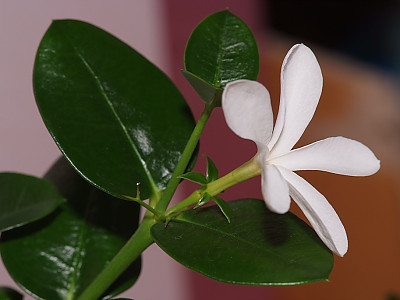 카리샤자스민 사진 - Carissa grandiflora Photos