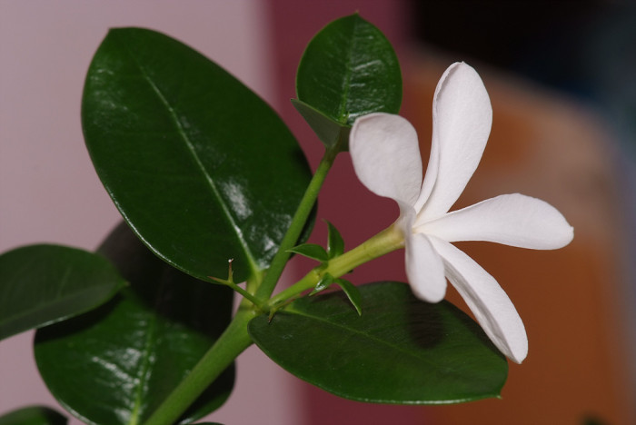 카리샤자스민 - CarissaJasmine, Carissa grandiflora