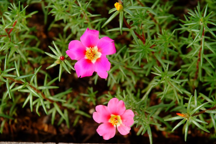 채송화 - 호, Portulaca grandiflora Hooker
