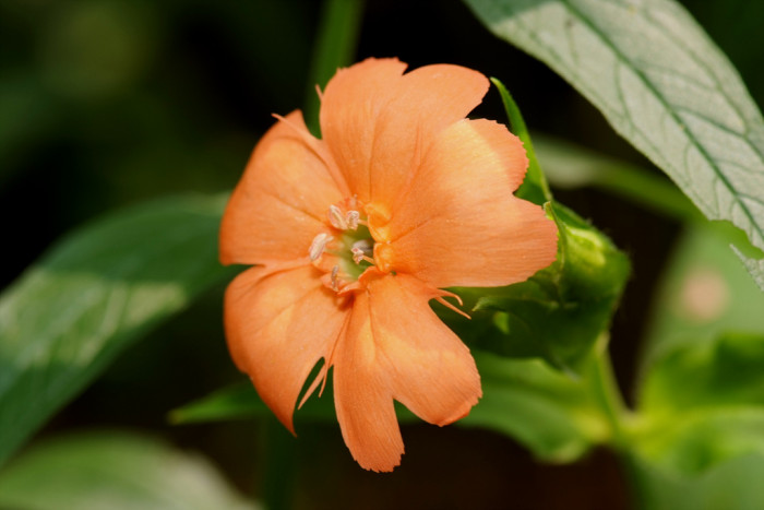 동자꽃 - Lychnis cognata
