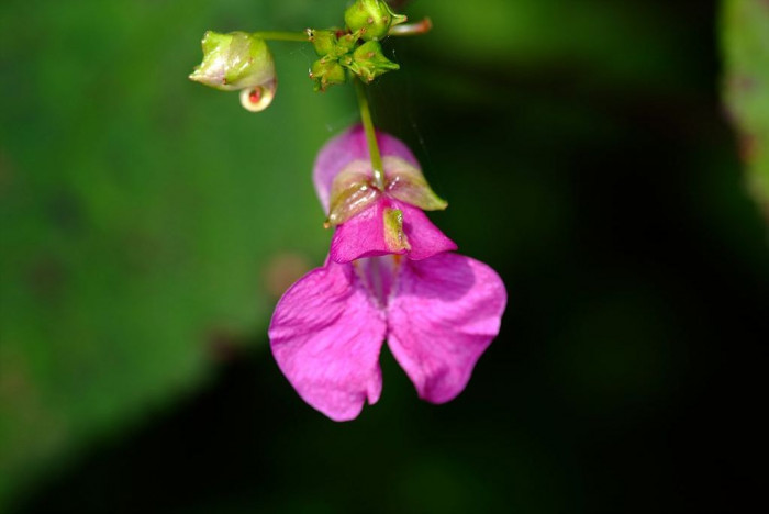 물봉선 - Impatiens textori