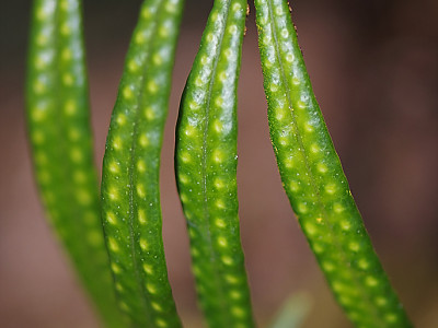 고란초 사진 - Crypsinus hastatus (Thunb.) Copel. Photos