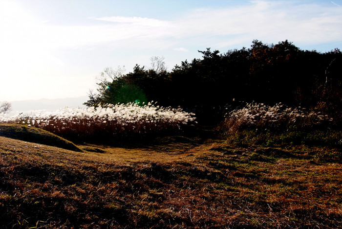 억새 - peder, Miscanthus sinensis var. purpurascens (Andersson) Rendle