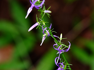 염아자 사진 - Asyneuma japonicum (Miq.) Briq. Photos