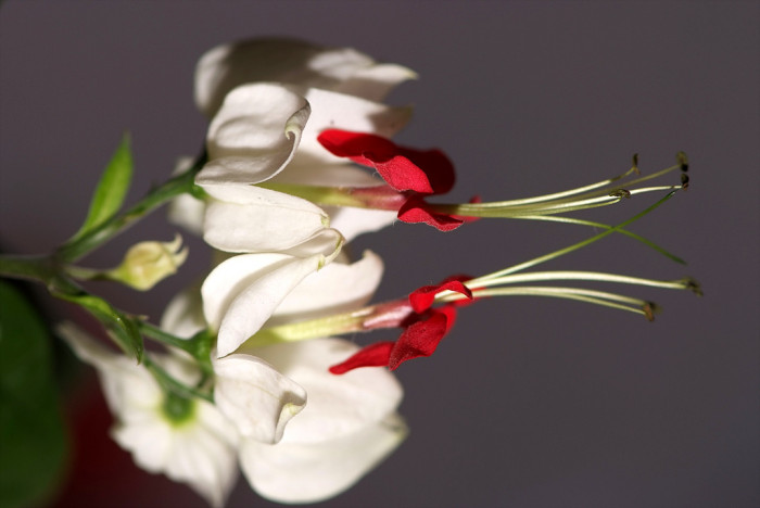클레로덴드럼 톰소니에 - Bleeding-heart vine, Clerodendrum Thomsoniae