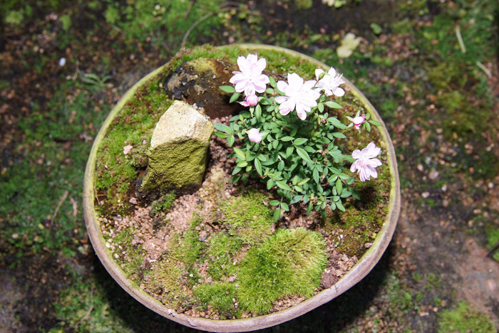 장미 - Rose, Rosa hybrida
