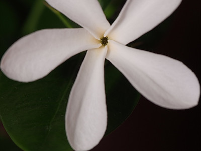 카리샤자스민 사진 - Carissa grandiflora Photos