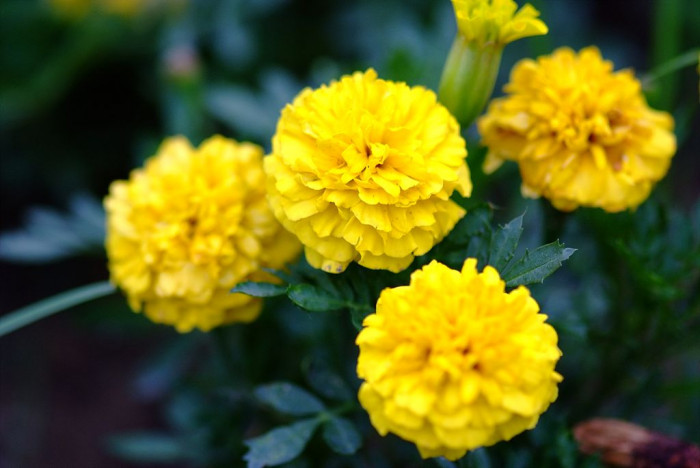 메리골드 - Marigolds, Tagetes spp.