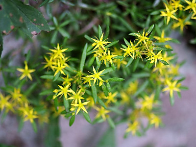 바위채송화 사진 - Sedum polytrichoides Hemsl. Photos