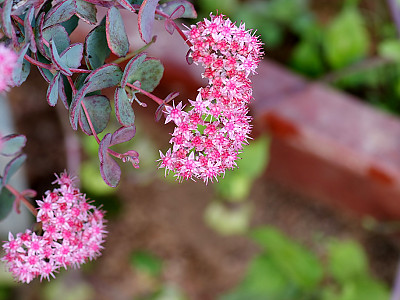 둥근잎꿩의비름 사진 - Sedum rotundifolium Photos