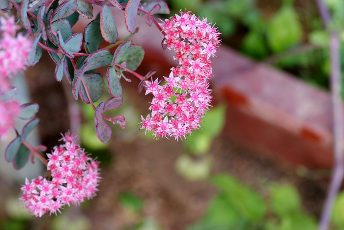 둥근잎꿩의비름 - Sedum rotundifolium