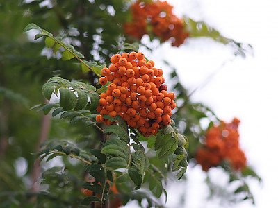 마가목 사진 - Sorbus commixta Hedl. Photos