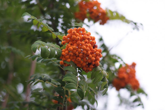 마가목 - Sorbus commixta Hedl.