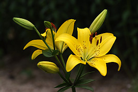 백합 - Lilium longiflorum Thunb.