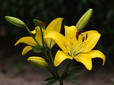 백합 사진 - Lilium longiflorum Thunb. Photos