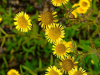 금불초 사진 - Inula britannica var. chinensis Photos