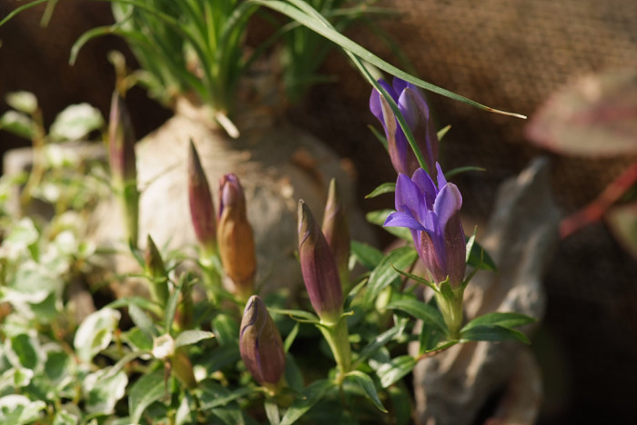 용담 - Gentiana scabra Bunge for. scabra