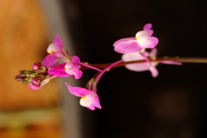 리나리아 - Clovenlip Toadflax, Linaria bipartita