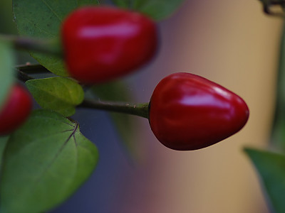 꽃고추 사진 - Capsicum annuum L.  Photos