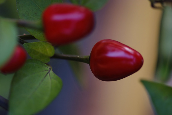 꽃고추 - Solanum cherry, Capsicum annuum L. 