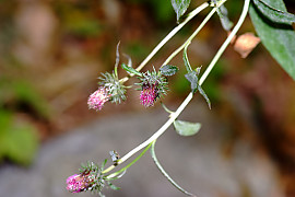 당분취 - Saussurea tanakae Franch. & Sav. ex Maxim.