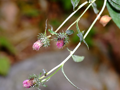 당분취 사진 - Saussurea tanakae Franch. & Sav. ex Maxim. Photos