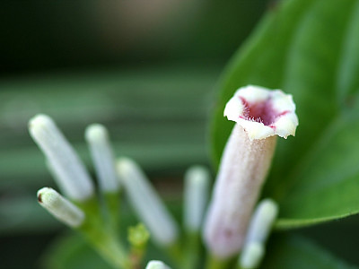 계요등 사진 - Paederia scandens (Lour.) Merr. Photos
