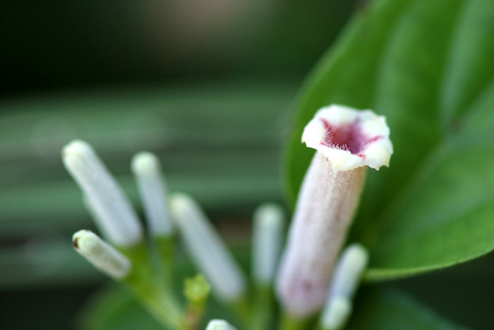 계요등 - Paederia scandens (Lour.) Merr.