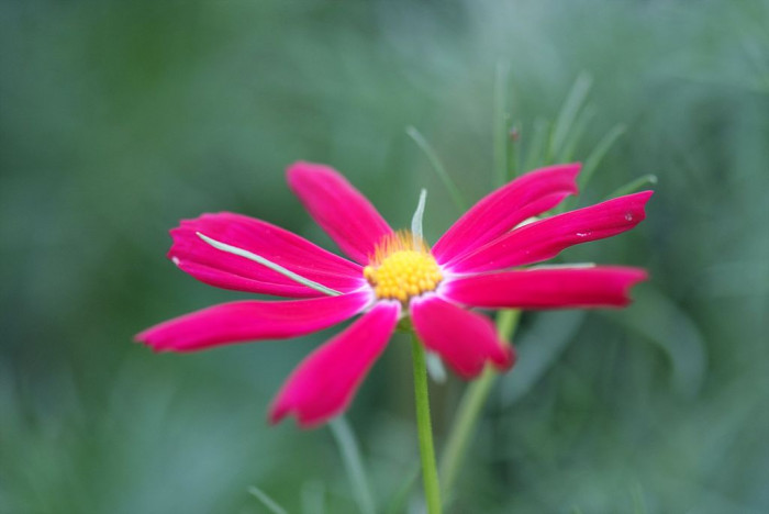 코스모스 - Browallia speciosa, Cosmos bipinnatus