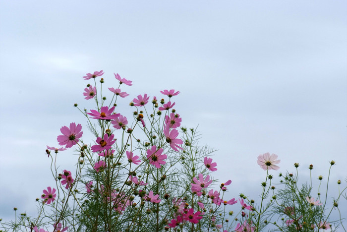 코스모스 - Browallia speciosa, Cosmos bipinnatus