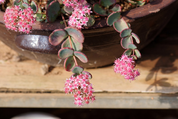 둥근잎꿩의비름 - Sedum rotundifolium