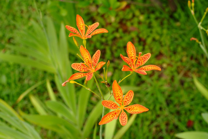 범부채 - Belamcanda chinensis