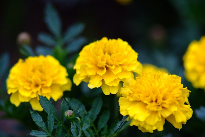 메리골드 - Marigolds, Tagetes spp.