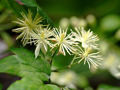 사위질빵 사진 - Clematis apiifolia Photos
