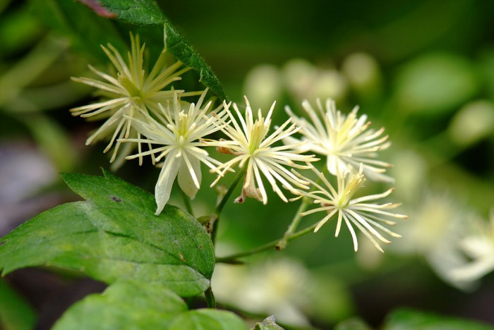사위질빵 - Clematis apiifolia