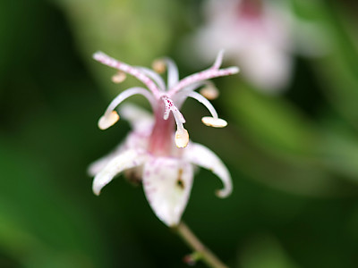 뻐국나리 사진 - Tricyrtis dilatata Photos