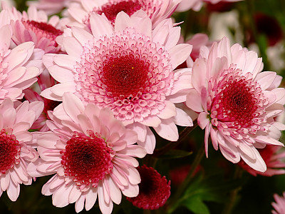 국화 사진 - Chrysanthemum morifolium Ramat. Photos