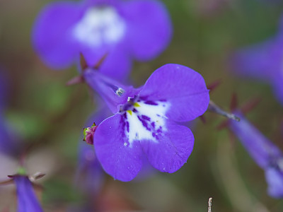 로벨리아 사진 - Lobelia erinus Photos