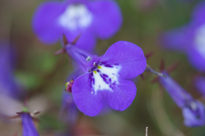 로벨리아 - lobelia, Lobelia erinus