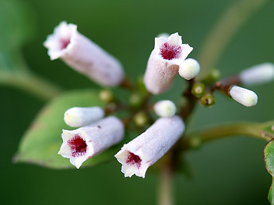 계요등 사진 - Paederia scandens (Lour.) Merr. Photos