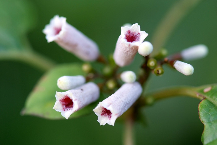 계요등 - Paederia scandens (Lour.) Merr.