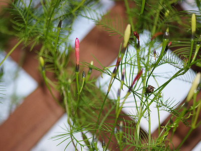 유홍초 사진 - Quamoclit pennata (Desr.) Bojer Photos